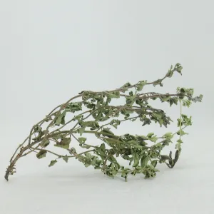 Oregano ganze Zweige getrocknet 10g