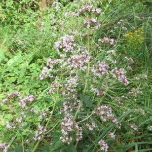 Oregano ganze Zweige getrocknet 10g